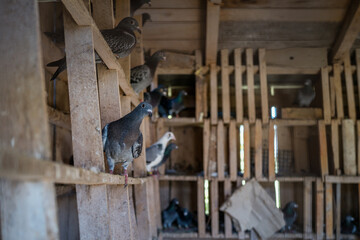 pigeon breeding, bird breeding, livestock, agriculture