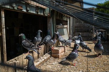 Obraz premium pigeon breeding, bird breeding, livestock, agriculture