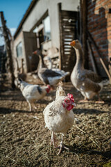 domestic animals, chickens, geese, countryside living,