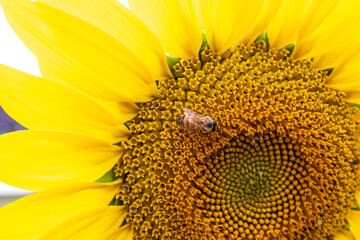 bee sitting on a blooming sunflower on a sunny summer day. shallow depth of field. close-up