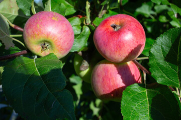 Branch of ripe apples on a tree in a garden. Organic farming, Close up