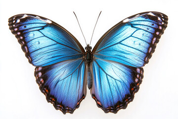 Obraz premium A vibrant blue butterfly with detailed wings.