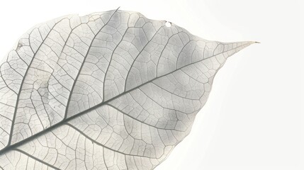 Delicate Leaf Skeleton