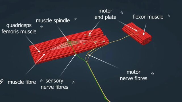 Muscle spindle reflex action
