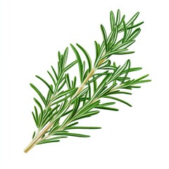 Fototapeta premium A Close-Up of a Sprig of Fresh Rosemary with Green Needles
