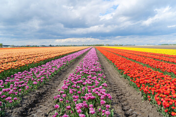 Dutch yellow tulip fields in sunny day