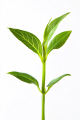 A close-up of a young plant with fresh green leaves, isolated on a white background.