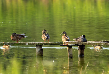 ducks resting on the wooden pier