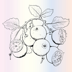 Fruit Ximenia Coloring Page For Kids