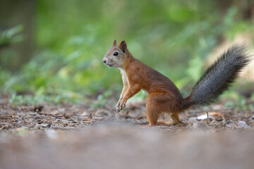 The red squirrel, sciurus vulgaris, in a public park in Finland.