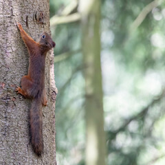 The red squirrel, sciurus vulgaris, in a public park in Finland.