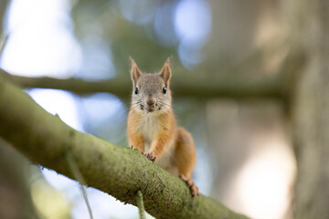 The red squirrel, sciurus vulgaris, in a public park in Finland.