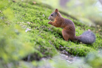 The red squirrel, sciurus vulgaris, in a public park in Finland.