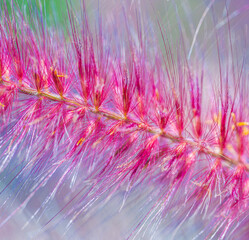 Red Fountain Ornamental Bush - Pink Abstract Art