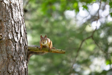 The red squirrel, sciurus vulgaris, in a public park in Finland.