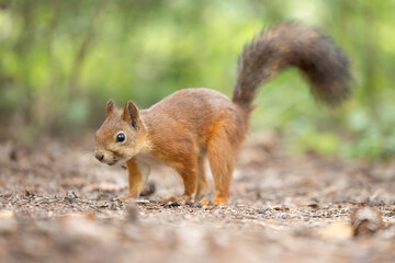 The red squirrel, sciurus vulgaris, in a public park in Finland.