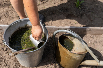 Gardener mixes water with nettle manure.
