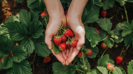 Hands holding fresh strawberry fruit in plantation farm field