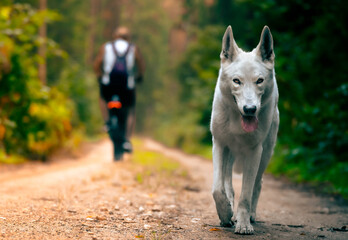 Journey of the White Wolf