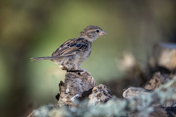 House Sparrow (Passer domesticus). Bird in its natural environment.