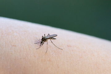 Mosquito on human skin showing its details.