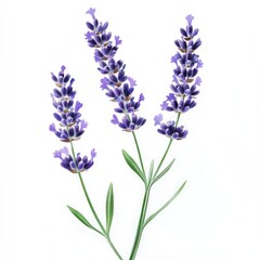 Naklejka premium Close-up of Lavender Flowers with White Background