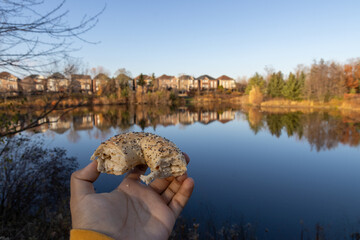 Sunrise-lit suburban landscape reflected in calm lake waters - hand holding a half-eaten everything bagel. Taken in Toronto, Canada.