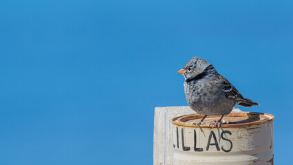 Male Yal negro, Phrygilus fruticeti, in Peninsula Valdes (Chubut, Argentina)