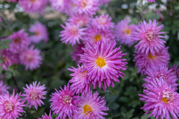 Obraz premium Vibrant purple chrysanthemums in full bloom - set against a soft-focus backdrop of green foliage. Taken in Toronto, Canada.