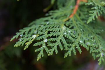 Vibrant green fern leaves glistening with dewdrops - close-up shot capturing intricate patterns and textures of nature. Taken in Toronto, Canada.