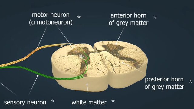 Spinal cord reaction in patellar reflex