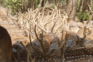 This serene photograph captures a group of Chital deer, also known as spotted deer, gathered in a dense forest. The deer's distinctive spotted coats blend beautifully with the lush green surroundings,