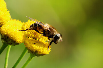 Eristalis nemorum