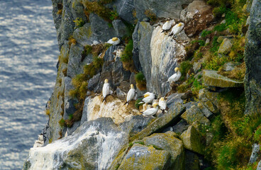 Gannet Colony on Rocky Cliffs