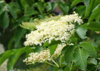 Elderberry black (Sambucus nigra) blooms in nature