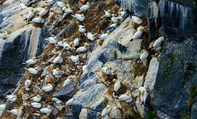 Gannet Colony on Rocky Cliffs