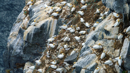 Gannet Colony on Rocky Cliffs