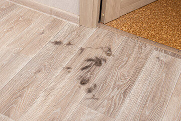 Cat hair on the floor. Dirty, untidy apartment