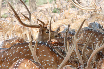 This serene photograph captures a group of Chital deer, also known as spotted deer, gathered in a dense forest. The deer's distinctive spotted coats blend beautifully with the lush green surroundings,
