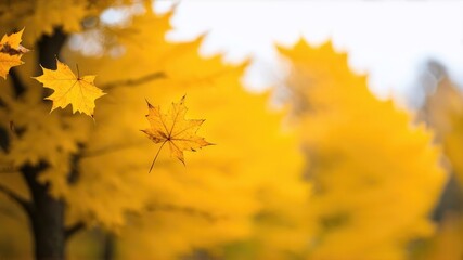 Obraz premium Autumn leaves in the sun and blurred trees. Autumn background.