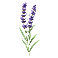 Obraz premium Purple Lavender Flowers with Green Stems Against a White Background