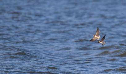 Barn swallows chase each other over a lake.