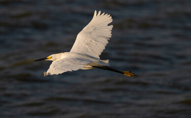 Obraz premium Great egret, or white heron, in flight over a lake.
