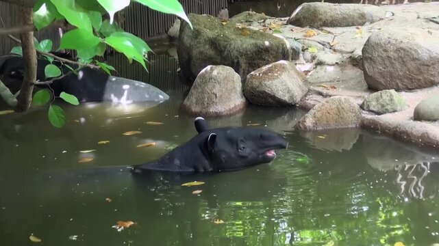In serene zoo pond, majestic Malayan tapir glides gracefully through water, surrounded by lush greenery. Discover unique beauty of this creature, contributing to wildlife and biodiversity
