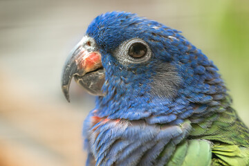 Blue-headed Pionus (Pionus menstruus) Parrot
