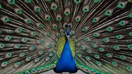 Obraz premium Congo Peafowl Bird with Open Fan Tail, Realistic Photo, Wallpaper, Cover and Screen for Smartphone, Cell Phone, Computer, Laptop