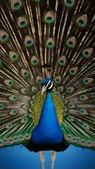 Obraz premium Congo Peafowl Bird with Open Fan Tail, Realistic Photo, Wallpaper, Cover and Screen for Smartphone, Cell Phone, Computer, Laptop