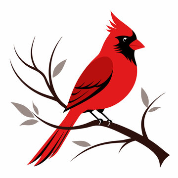 recommend clip art: Northern cardinal Bird silhouette vector style with a tree branch on a white background.
