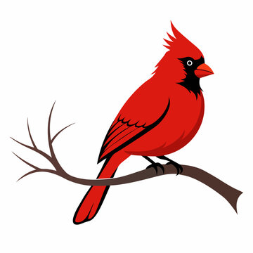 recommend clip art: Northern cardinal Bird silhouette vector style with a tree branch on a white background.
