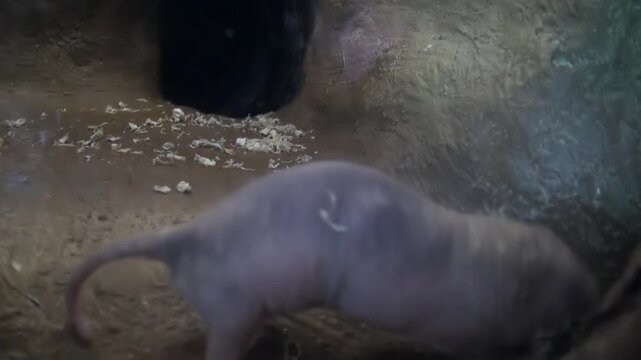 Group of Naked Mole Rats rests in their habitat, highlighting their unique look and social behavior. These hairless rodents from Africa are interesting subject in wildlife and zoology studies